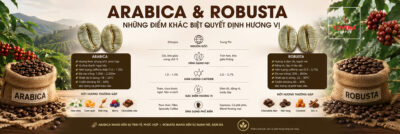Arabica Và Robusta: Những Điểm Khác Biệt Quyết Định Hương Vị Cà Phê