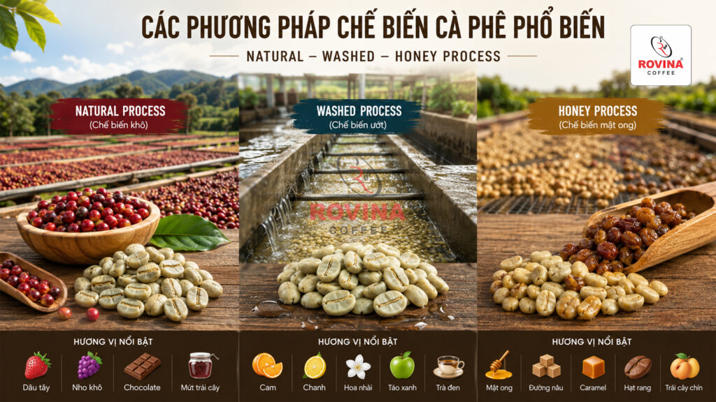 CÁC PHƯƠNG PHÁP CHẾ BIẾN CÀ PHÊ PHỔ BIẾN: NATURAL, WASHED VÀ HONEY PROCESS